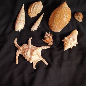 Coastal Seashell Set - Cream and Brown